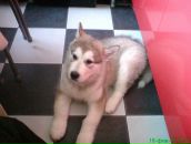 Фотография Бурлаковой Ольги