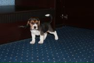 Сергей Воробьев фотография #15 (источник - https://vk.com/id4544768)